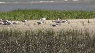 preview picture of video 'Port Royal Flats of Hilton Head - Gulls, Black Skimmers, Terns, Plovers, and Herons'