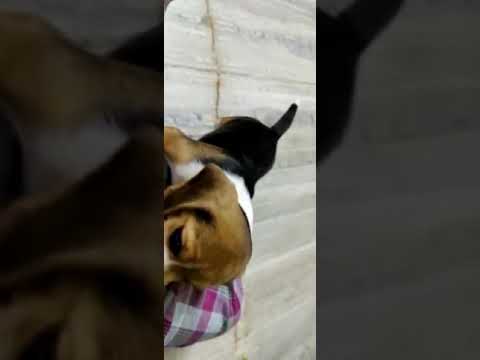 dog for sale+91 97017 29996