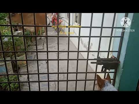 m̊ẙ d̊o̊g̊ c̊ůt̊e̊ r̊e̊åc̊t̊i̊o̊n̊ t̊o̊ c̊o̊ẘ