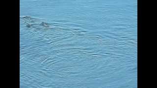 preview picture of video 'Otters in San Juan Channel'