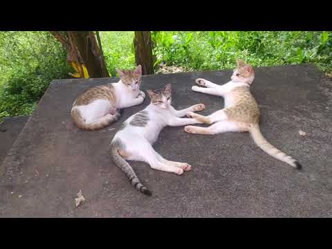 Cat's🐈 || Billi cats || Krish Edition || Cat