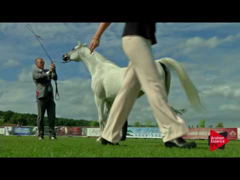 N.37 JALICIA DE NAUTIAC - Chantilly 2017 World Cup - 7 Years old and Older Mares (Class 5)