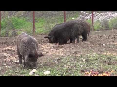 Gradina Botanica Jibou / Jibou Botanical Garden - part 4