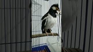 Download lagu JALAK SUREN NANGIS SPERTI BAYI mp3