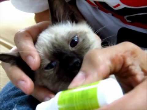 Cómo limpiar correctamente las orejas y ojos a tu gato