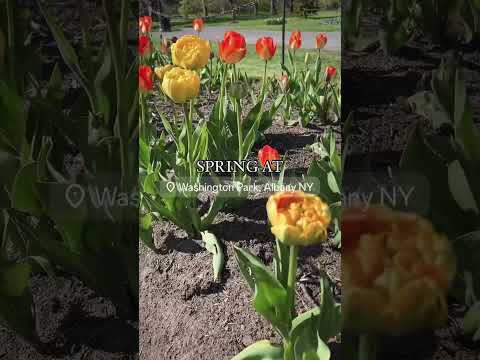Experience the Albany Tulip Festival – A Must-See Spring Event in Upstate NY