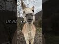 Watch How This Guy Cleverly Tricks a Donkey into Talking