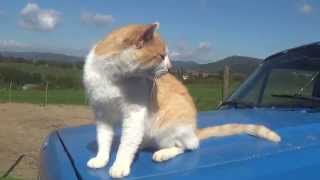 Asher Quinn (Asha) sings 'All the tired horses'