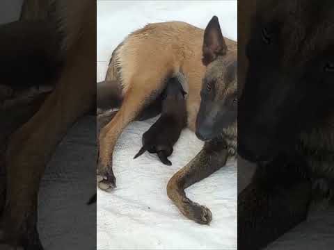 BEST #MALINOIS HASHTAGS