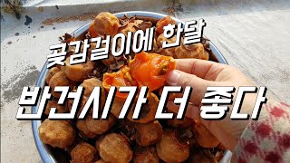 곶감보다 반건시. 겨울 최애 음식. 한달만에 반건시 완성. 먹는일만 남음