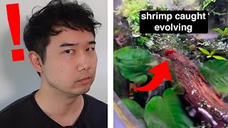 Evolution caught on camera in FISH TANK | Fish Tank Review 331