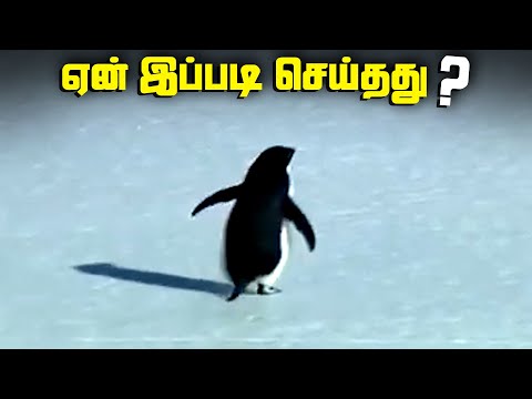 தனிமையை தேடி சென்ற பென்குயின் - Penguin Facts