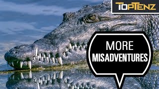 10 Misadventures of Florida Man - Alligator Edition