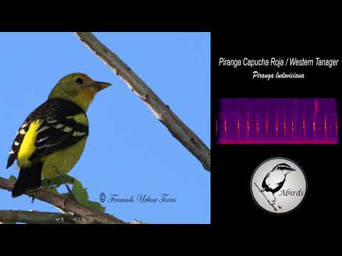 Piranga čiernochrbtá (Piranga ludoviciana) — správanie, biotop a hlas
