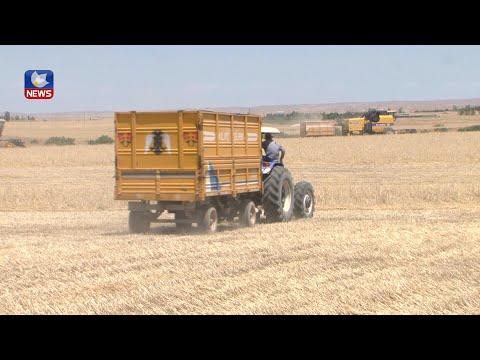 بەڤیدیۆ.. لە کەرکوک جوتیارانی کورد پێشوەخت دەستیان بە دروێنەی گەنمەکانیان کردووە