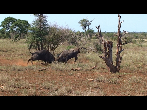 Two Blue Wildebeest bulls fight