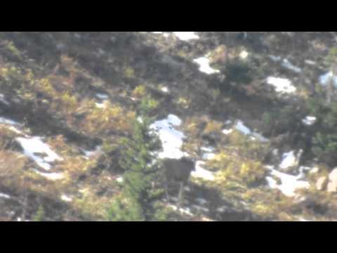 Red Rock Precision - Long Range Mule Deer Kill Shot