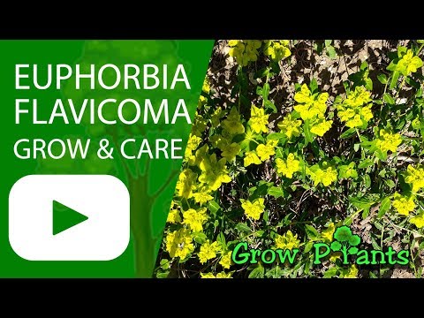 , title : 'Euphorbia flavicoma - grow & care (Spurge plant)