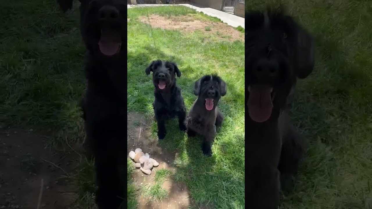 Beautiful Black Giant Schnauzer Male Puppy-Adolescent Avbl, an adoptable Giant Schnauzer in Encino, CA video 4/4