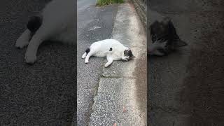 #ねこ ＃可愛い#かわいい #instagram #おすすめ #love #youtube #ハチワレ #猫のいる暮らし #ねこのいる生活 #ねこ動画 #かわいい猫 #かわいい動物