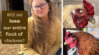 All 74 Chickens Sick | Mycoplasma And How We Will Move Forward