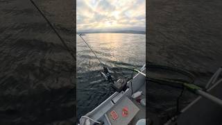 ランディング一歩手前でバレました〜😭#シアトル #釣り #サーモン