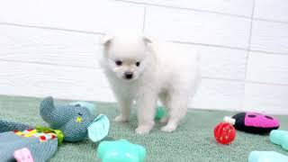 ハーフ犬の動画01