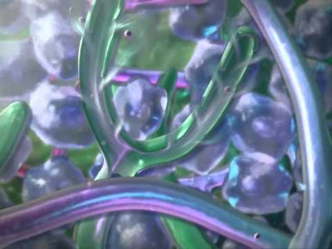 Lymph Clip: Learn@Visible Body