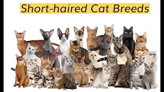 Short haired Cat Breeds