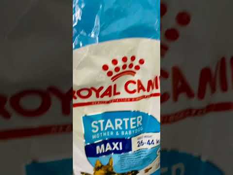 Feeding Royal cannin maxi starter for 6 weeks boxer pup