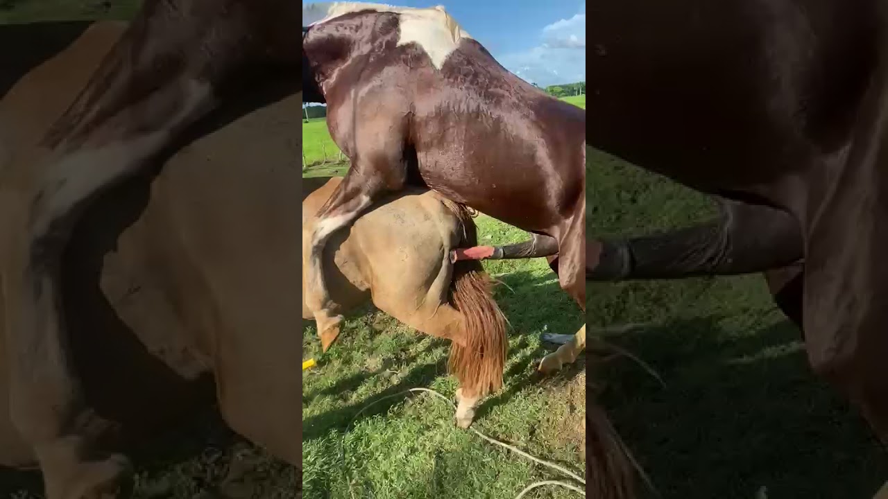 caballo casi mata yegua