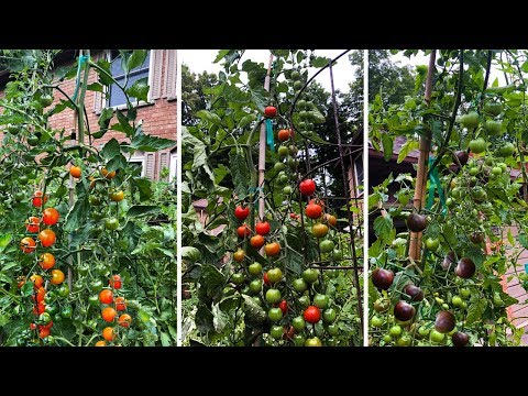 , title : 'Top 3 Cherry Tomatoes You NEED to Grow!'