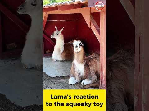 🦙 Llama's Reaction to the Squeaky Toy Sounds 😂 | Funniest Animal Reaction #Shorts