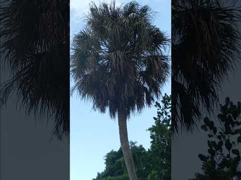 ASMR SUBTROPICAL RAIN FOREST TREES ICE Cream truck for Elise Beethoven