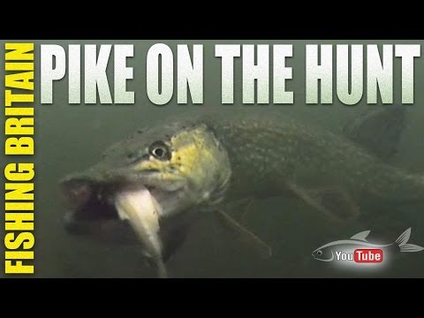 Fishing Britain – Pike on the Hunt Fishing Britain – Pike on the Hunt