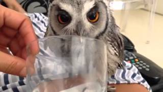 Assiolo faccia bianca Uffa