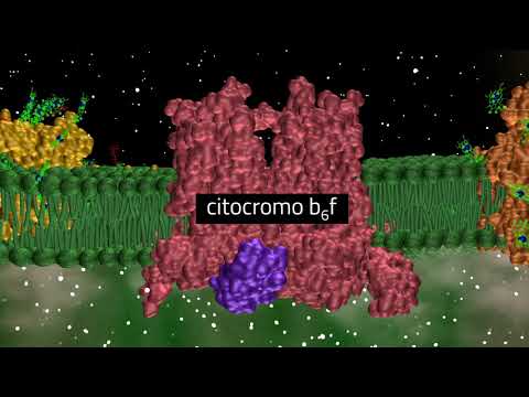 fotosintesi fase luminosa