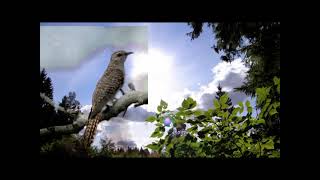 Download lagu Suara Burung Kedasih, burung pertanda kematian! mp3 Download lagu Suara Burung Kedasih, burung pertanda kematian! mp3