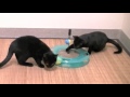 Видео о товаре Swat Track and Scratcher, Поле чудес, игрушка для кошек / Kitty City (США)