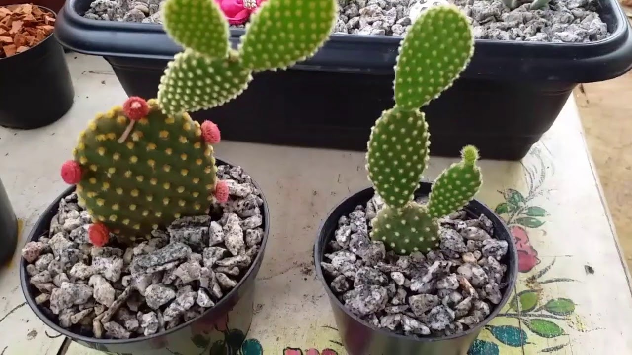 como cuidar do cacto Orelha de Mickey ☺️