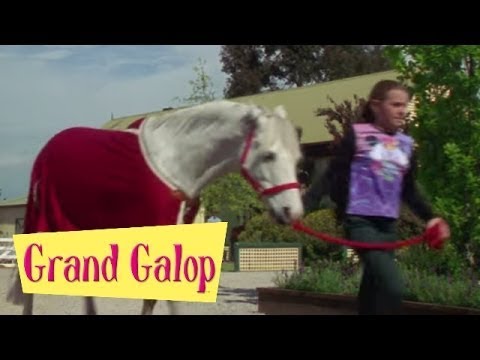Grand Galop 206 - De l'amour dans l'air | HD | Épisode Complet