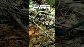 Download lagu NGINTIP murai batu mandi di alam liar. mp3 Download lagu NGINTIP murai batu mandi di alam liar. mp3