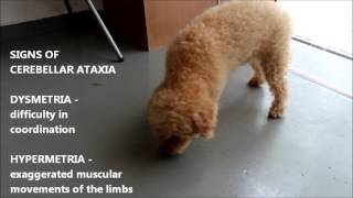 Neurological Disease.  Cerebellar Ataxia in an older poodle