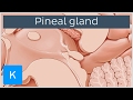 Pineal Gland - Definition, Location & Function - Human Anatomy | Kenhub