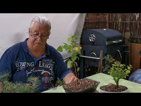 Bonsai es gibt immer was zu tun.