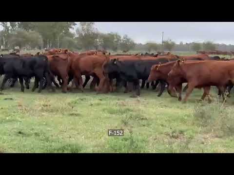 Lote 80 Novillito en Catriló, La Pampa