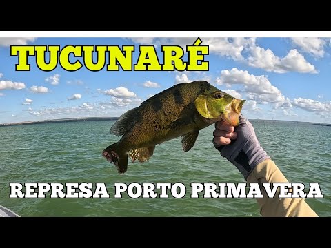 ULTIMO DIA DE PESCA EM ANAURILANDIA - Rio Paraná | Represa Porto Primavera/Engenheiro Sergio Motta