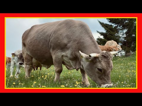 , title : '🔴 Raça Pardo Suíço O melhor gado 🏆 imagens de touros e vacas gado leiteiro e de corte'