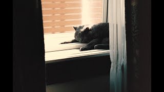 みきとP生配信『おしらせがあります！』2026.1.19