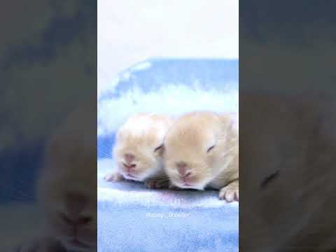 うちのウサギの耳はなぜ垂れているのですか?